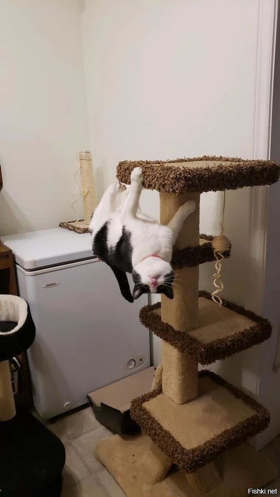 Можно вывезти кота из Австралии, но вывести из кота Австралию - не возможно