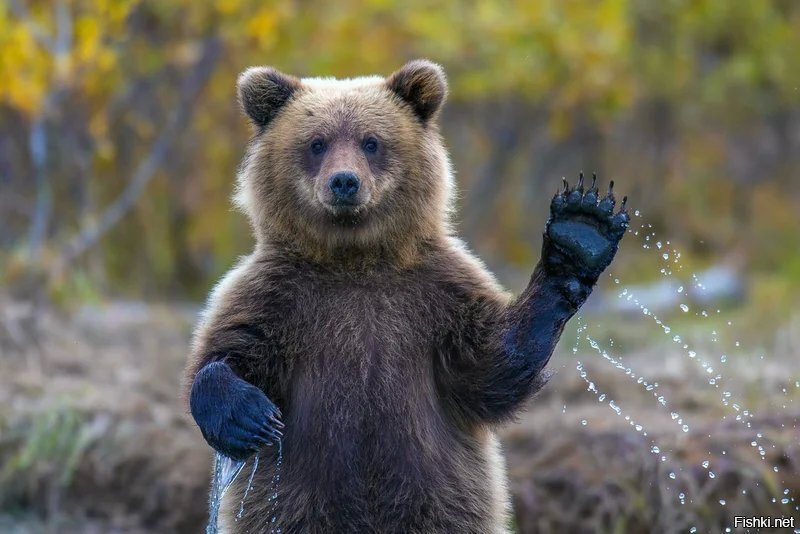 Доброе утро 