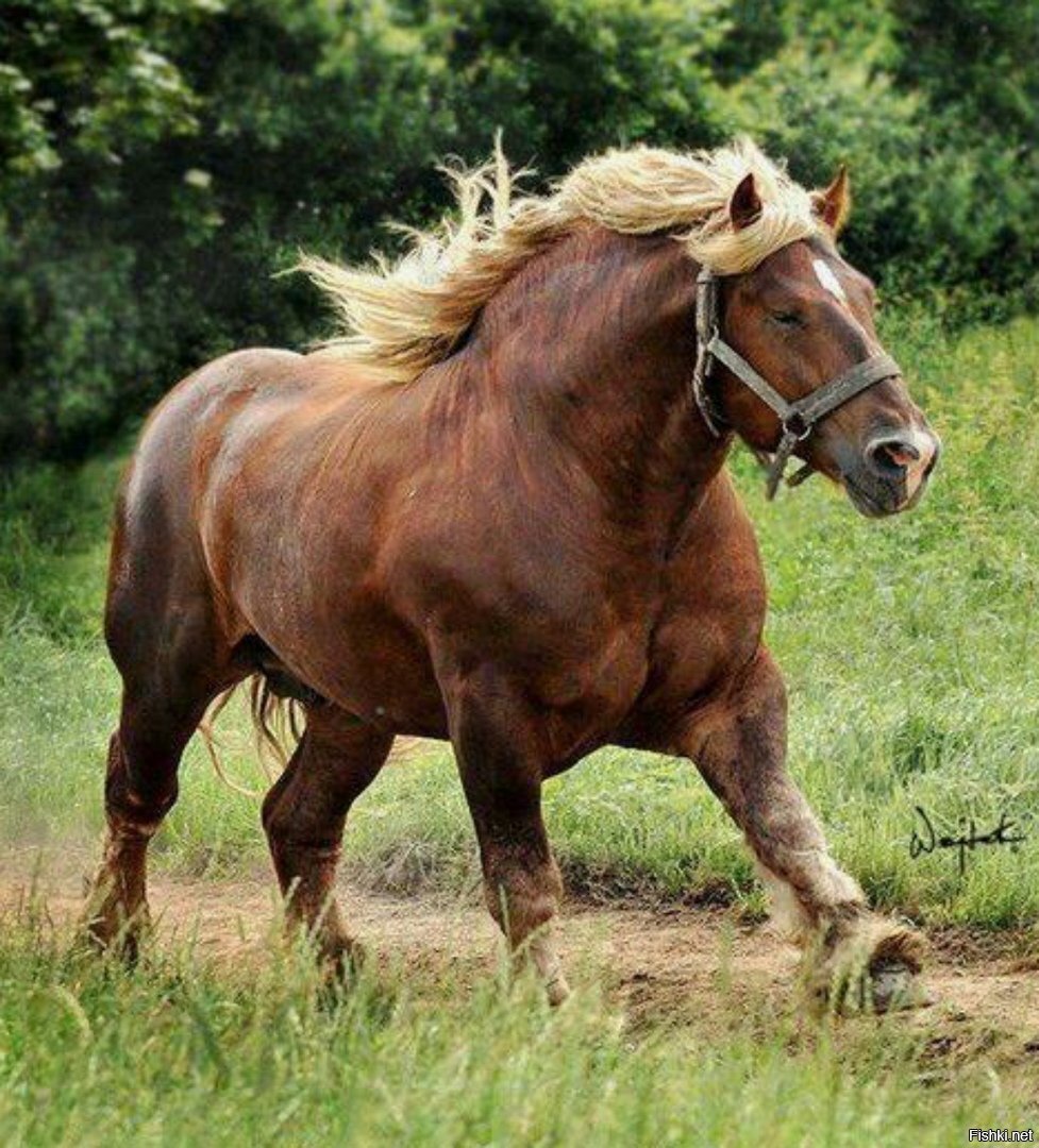 Ничеси лошадка