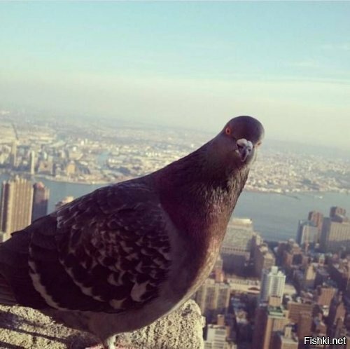 Голубь не фраер – шельму метит