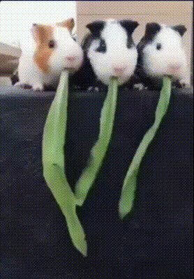 В большой семье, лицом не щёлкают