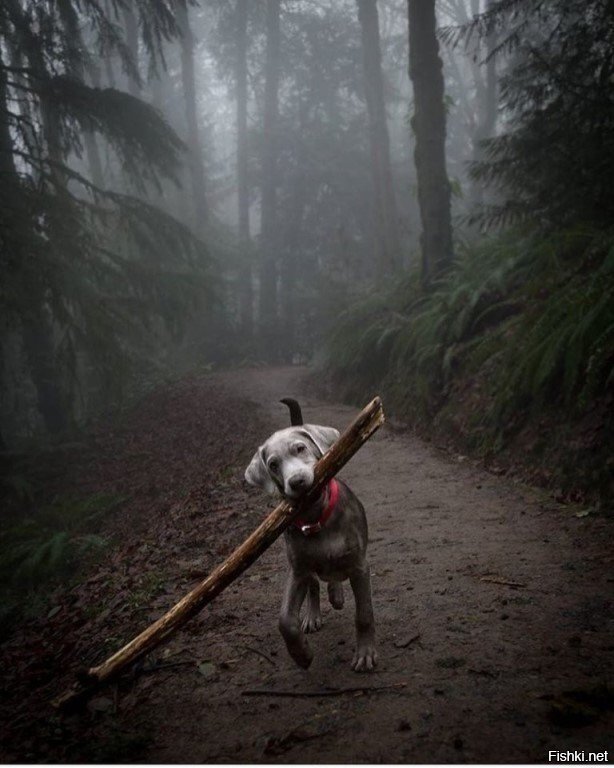 - Хозяин, может уже хватит дров