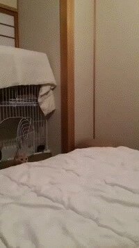 Прям кенгуру