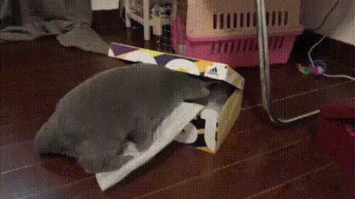 Хвост мой — враг мой