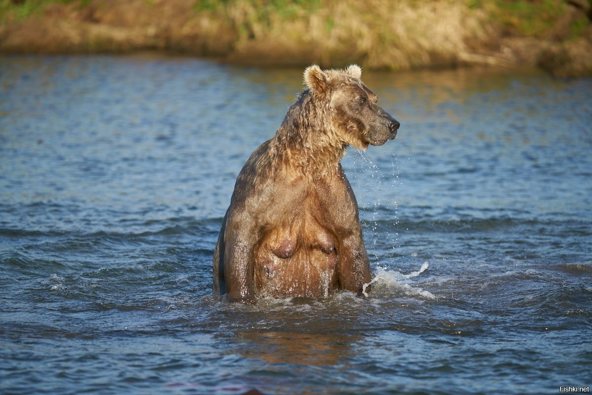 Камчатка,Южно-Камчатский заказник,р