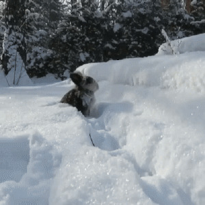 Трусишка, зайка серенький