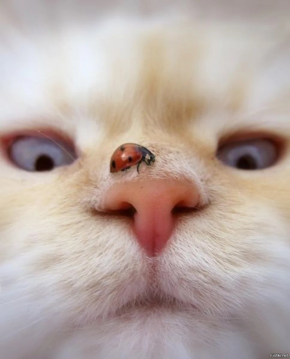 Наблюдатель