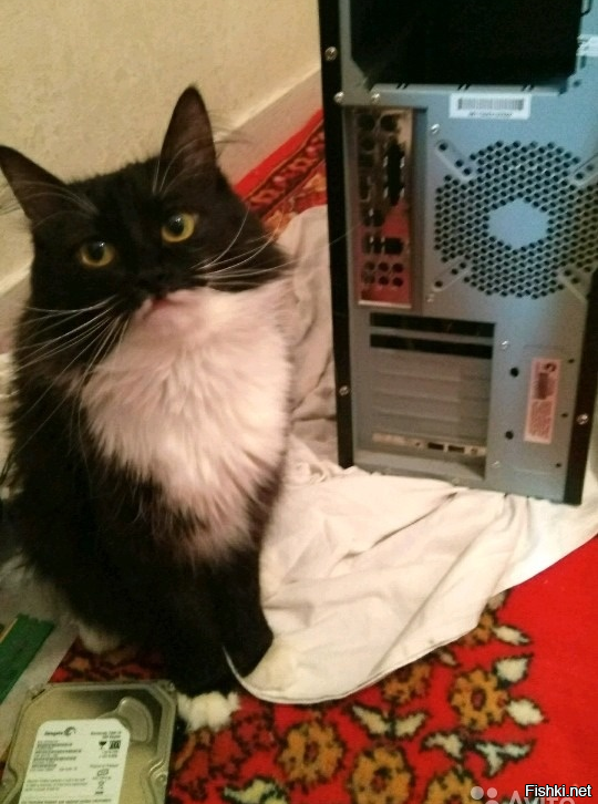 На авито кот продаёт корпус и HD 