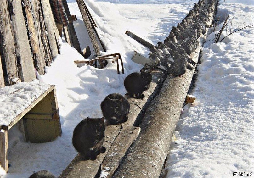 Великое перемирие