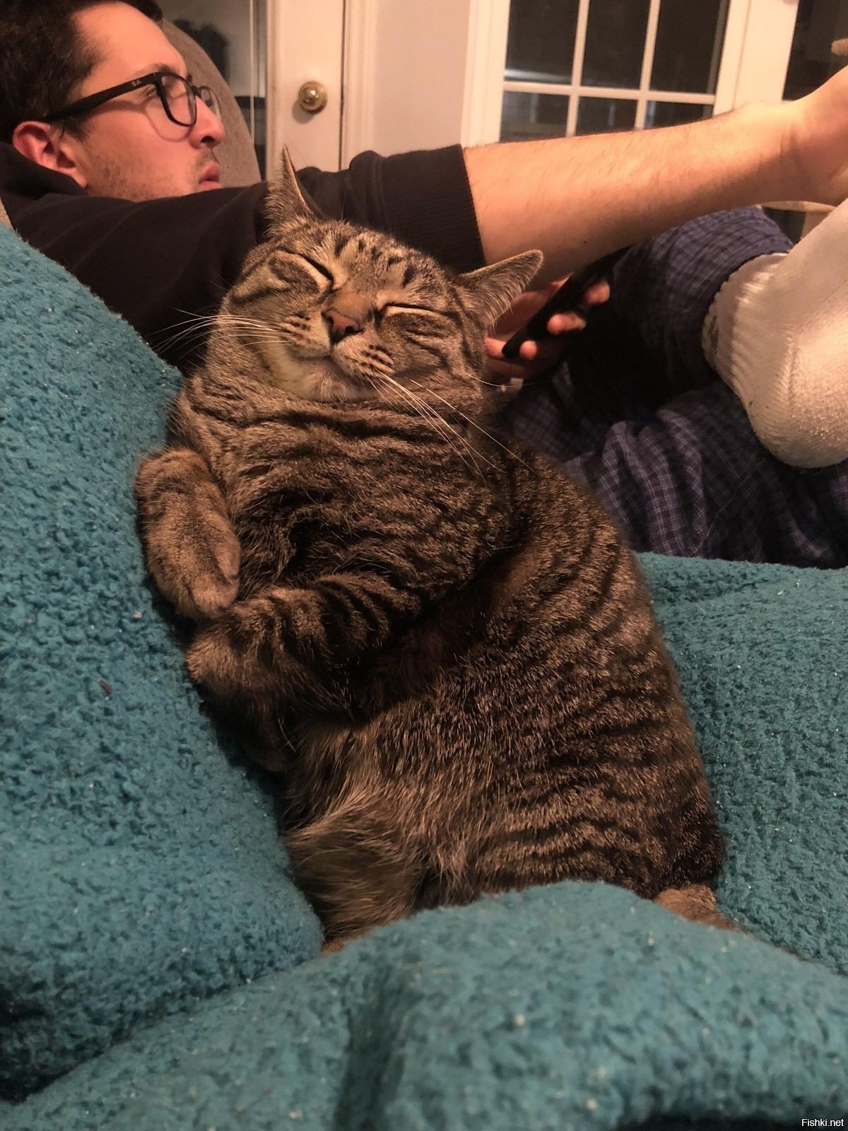 Довольная серая морда