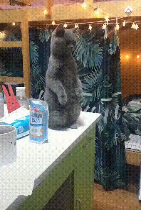 Когда увидел кота в сапогах, да ещё в сопровождении гитариста