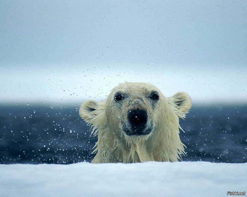Кстати, почему белые медведи не едят таких вкусных пингвинов