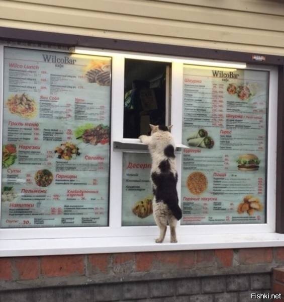 - А кетчупа  и горчицы не надо, не люблю