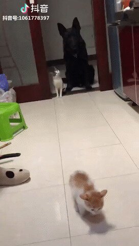 Кто-то новенький в семье