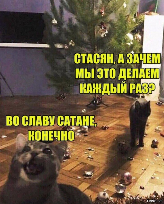 вот и котики =)