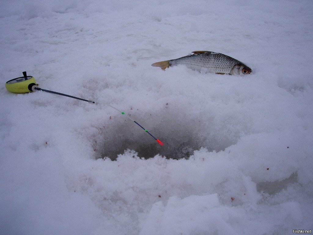 плотвичка    мммм