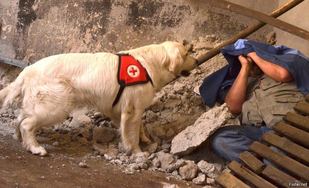 Эта короткая байка про собак-спасателей и их хозяев