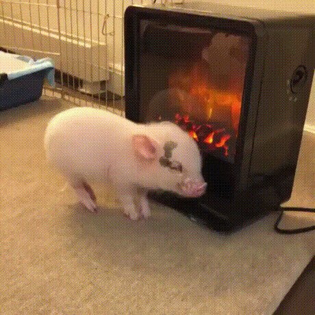 Бекончик гриль