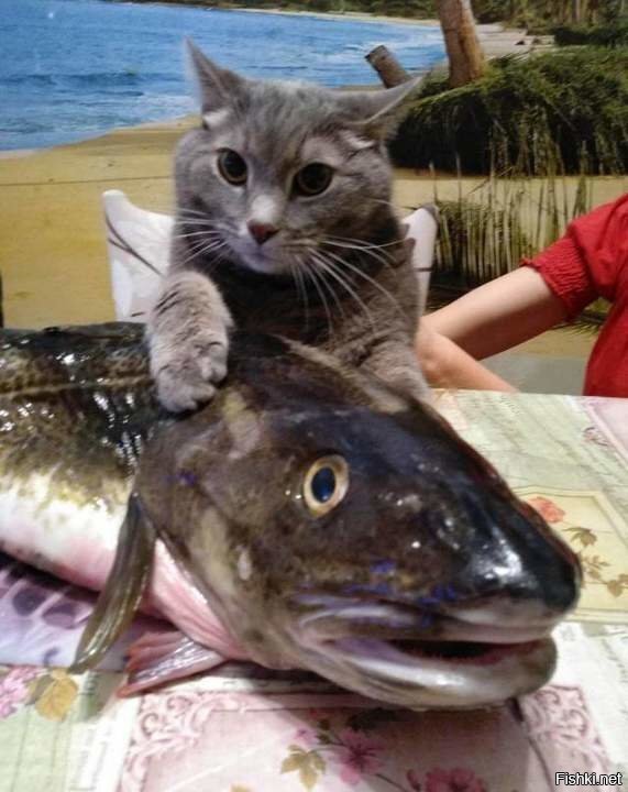 Не трогай, это на Новый год