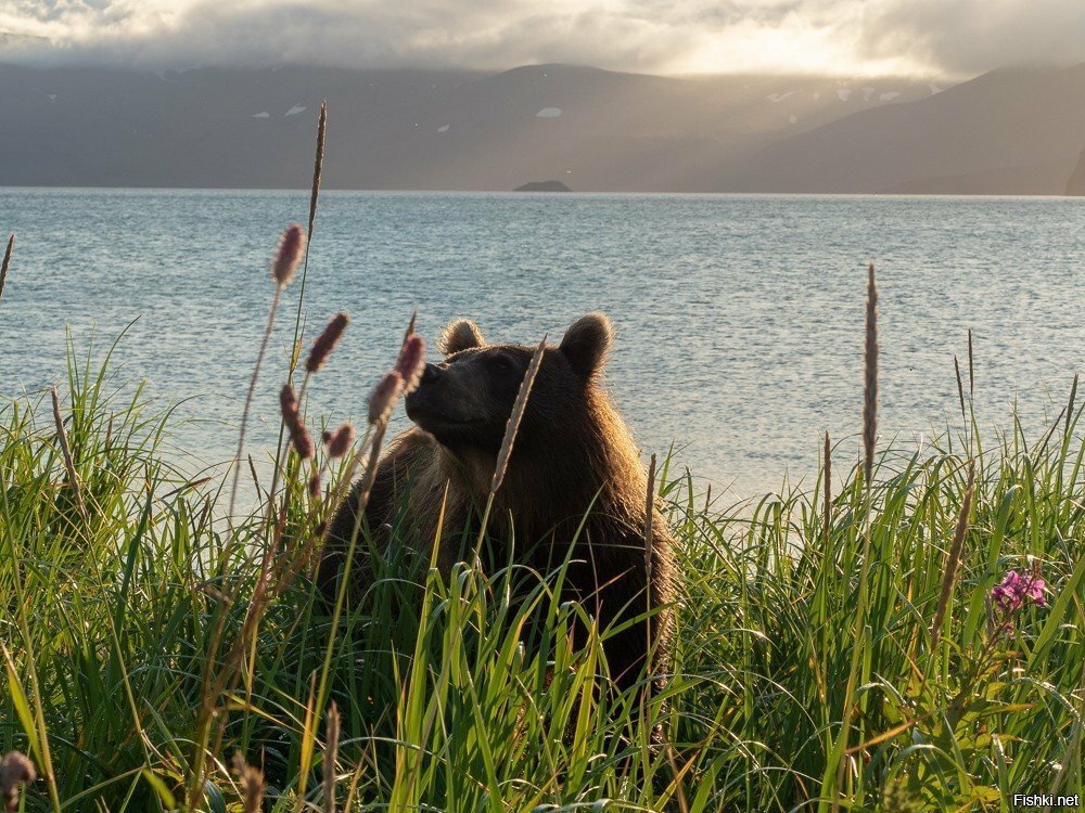 Юная медведица Соня на берегу Курильского озера, Камчатка