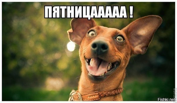 Доброго дня солянка