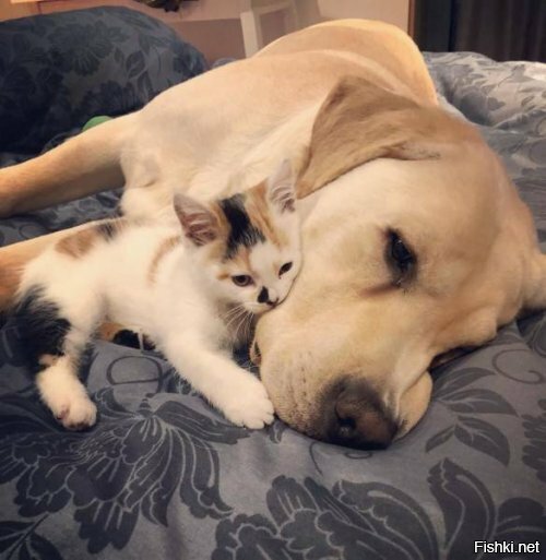 Приютил себе на шею