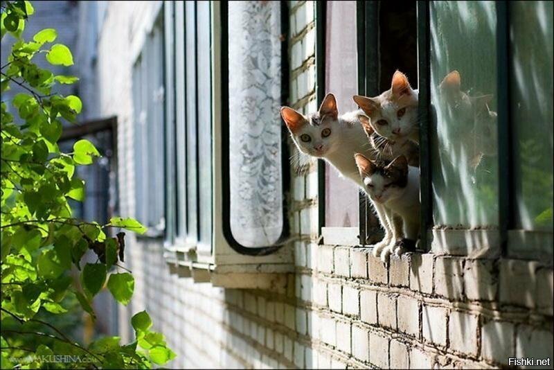 Помни, даже стены имеют уши