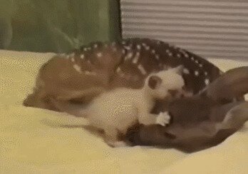 Милота зашкаливает