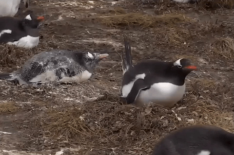 Сравнения всей солянкой найдем