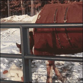 веселая Лошадь