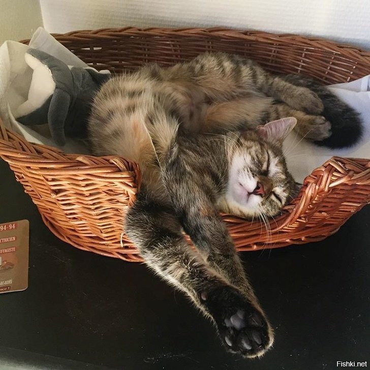 Сладкий сон