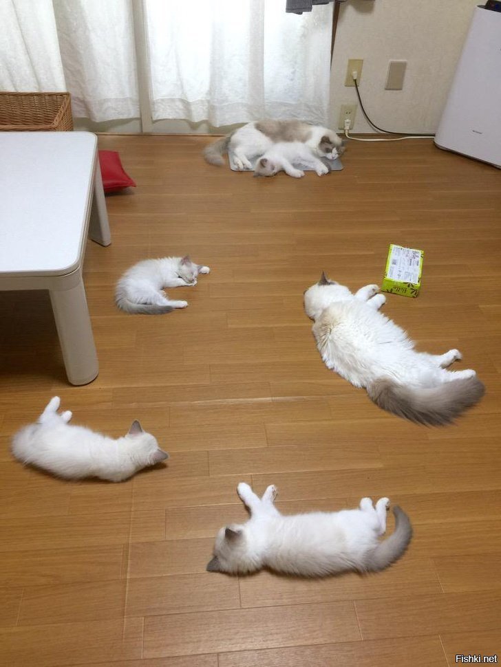 Сонное царство