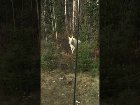 Ну а тем кто в дороге, как говориться ни лося ни жезла)))