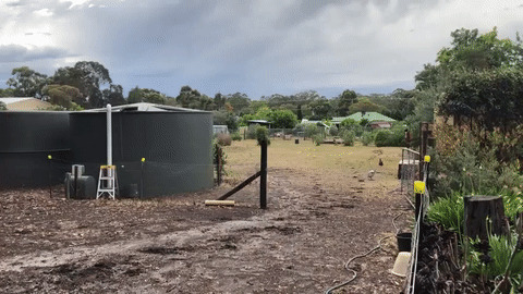 От куриц одни проблемы