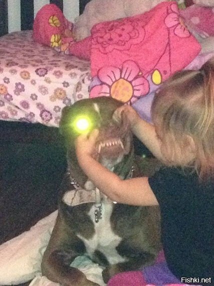 После этого, Терминатора стали звать Шариком