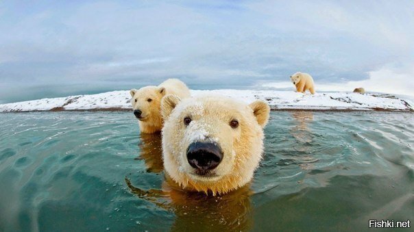 А где тут олимпийская дорожка