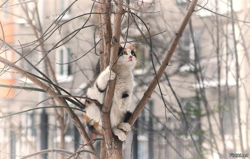 Гулять пойдёте