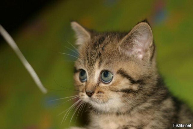 -Дядя S******e, ты д***к