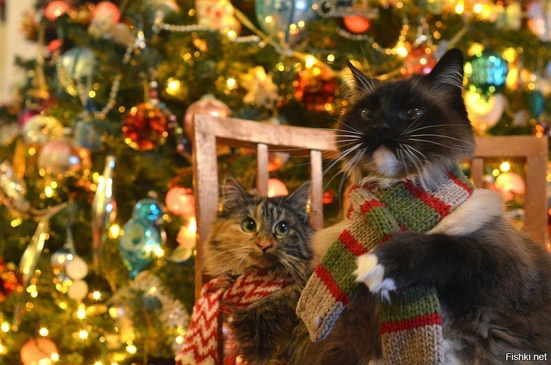 Новогоднее обращение кота к обитателям солянки