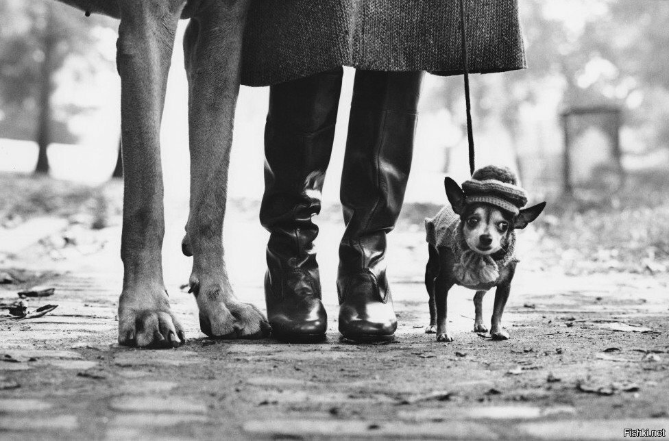 Пойдём домой, дорогая, пёсик уже нагулялся