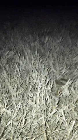 Осторожнее ночью