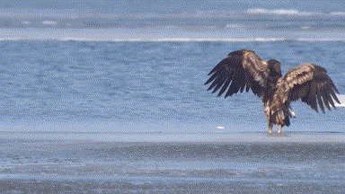 &quot;Старик и рыба&quot;