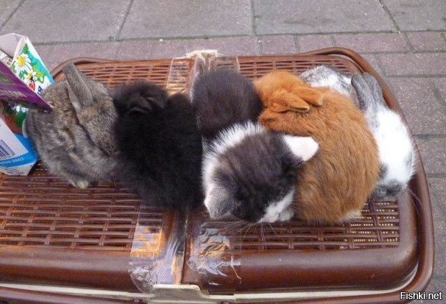 "Смешались в кучу кони, люди