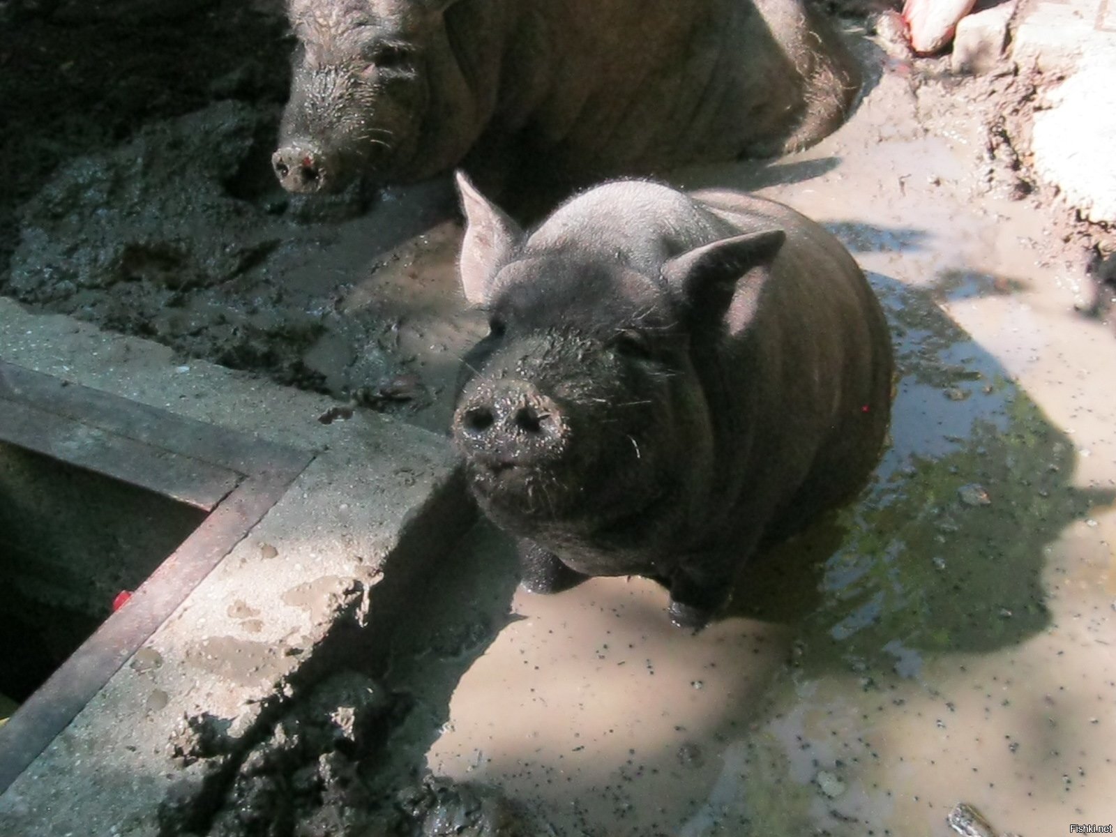 Свинки в парке "Лукоморье" 
