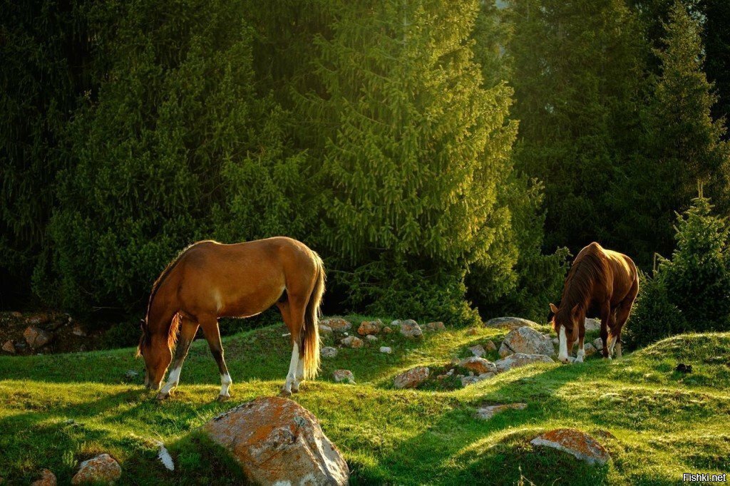 Лошади на рассвете пасутся в Григорьевском ущелье, Киргизия