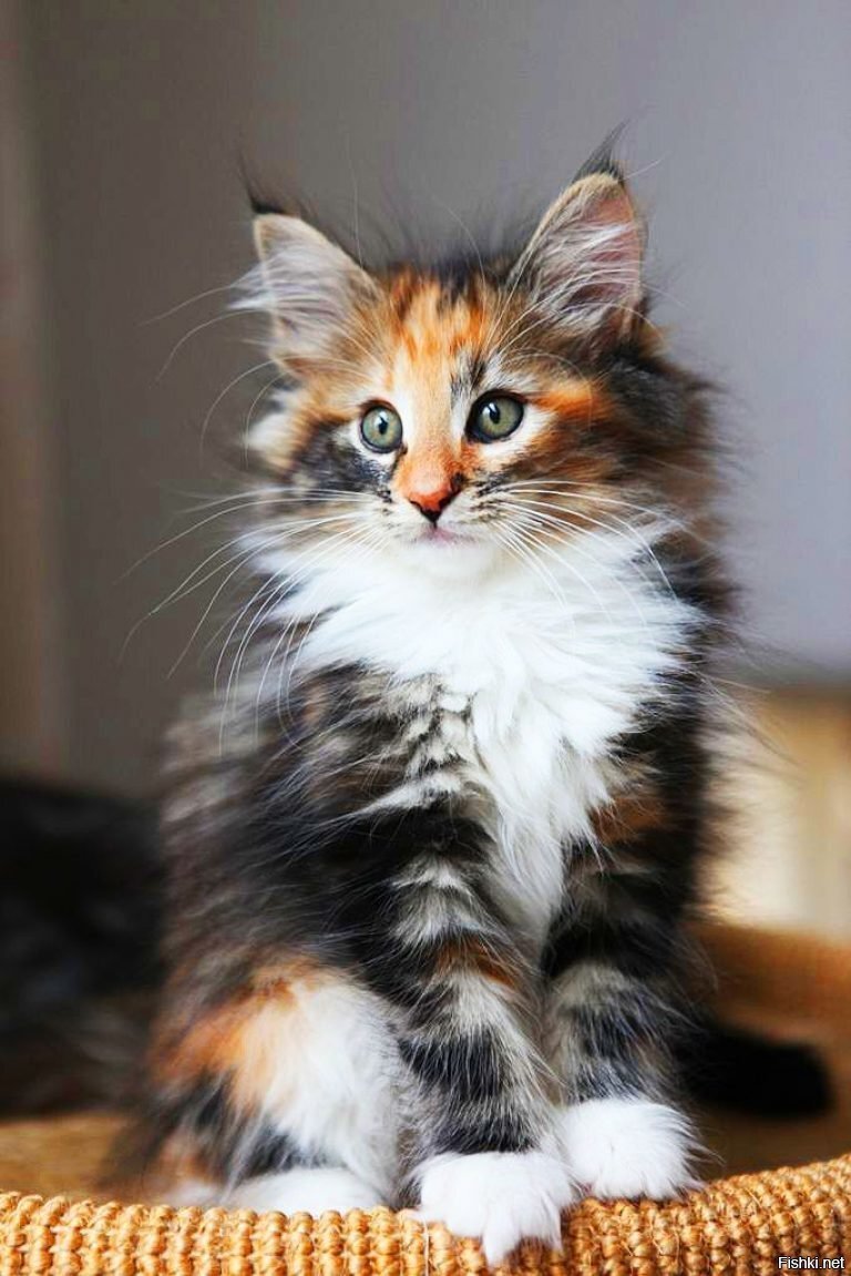 Мейн-кунчик