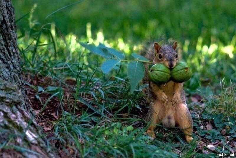 Ядра, в квадрате, чистый