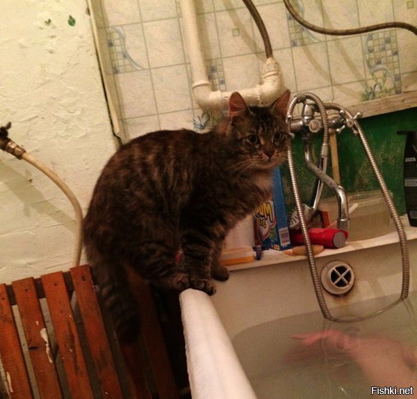 Девушка спасла котёнка, а теперь он спасает её каждый раз из ванны