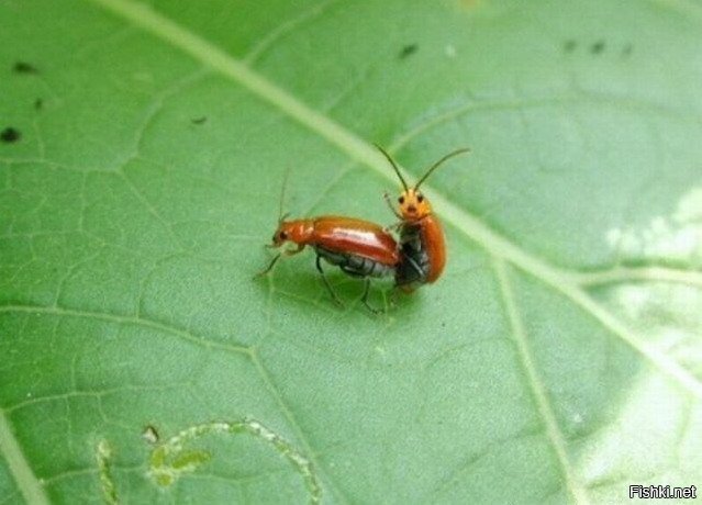 чё смотришь