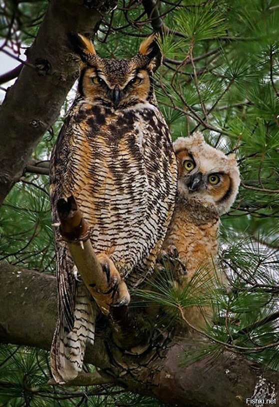 виргинский филин